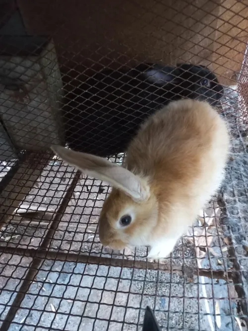 Lapins ارانب.