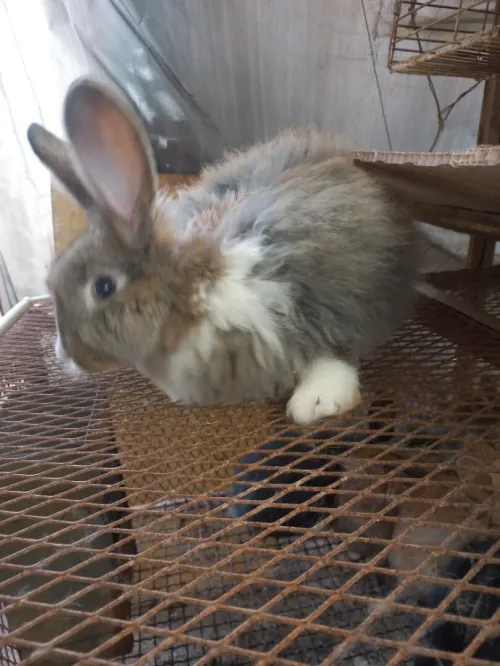 Lapine Angora.