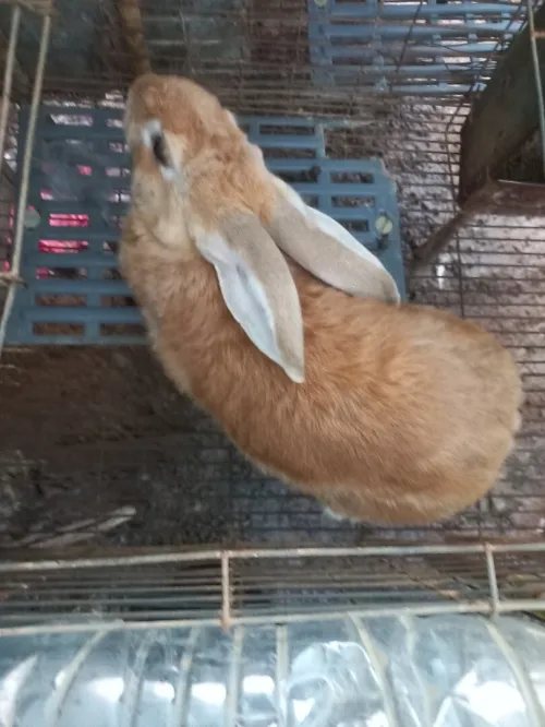 Lapin ارانب