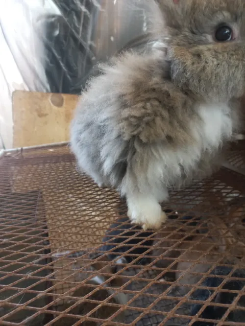Lapine Angora.