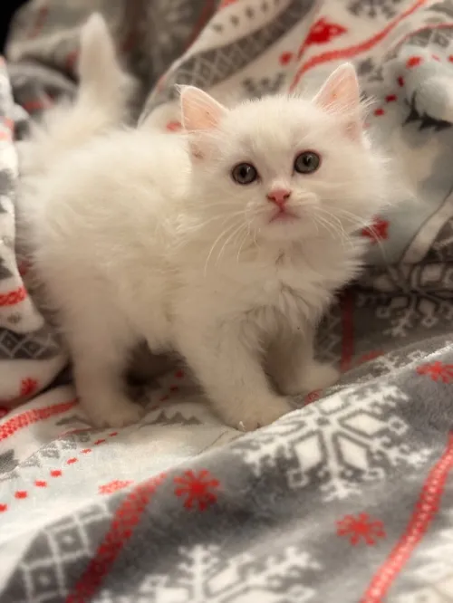 Chaton persan angora
