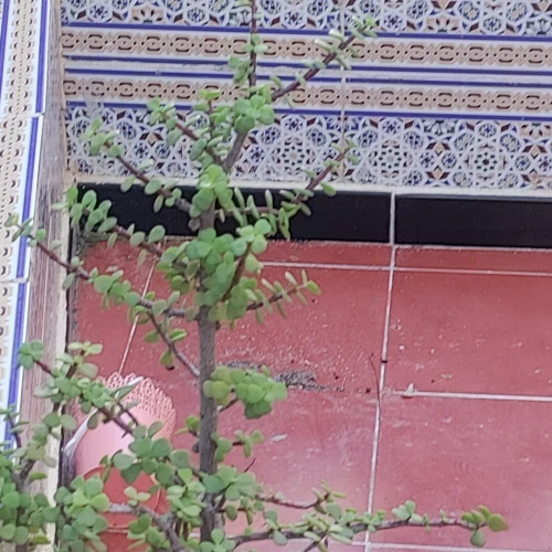Vente Villa Guelma Oued zenati
