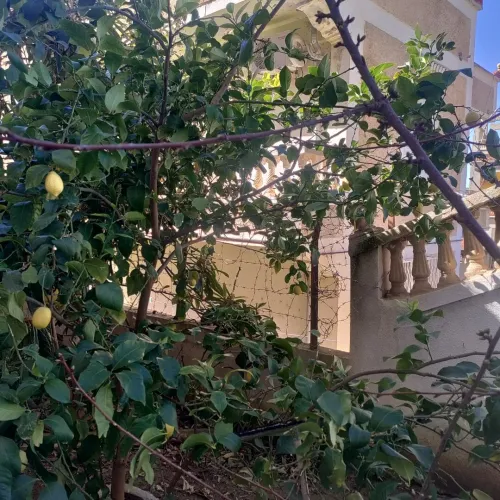 Vente Villa Guelma Oued zenati