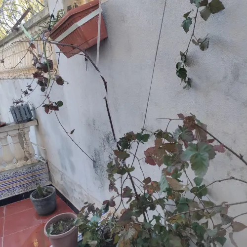 Vente Villa Guelma Oued zenati