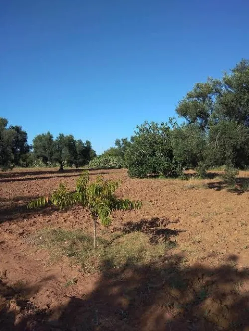 Vente Terrain Agricole Mila Mila