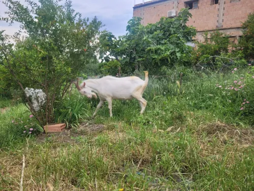 Animal BOUC