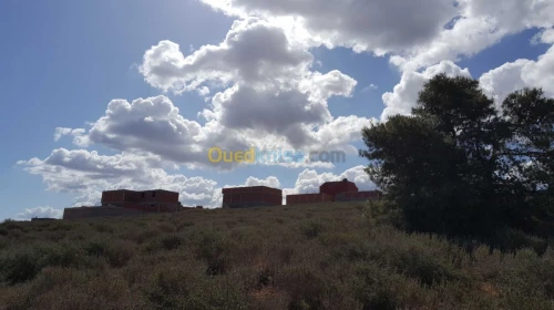 Vente Terrain Tlemcen Maghnia