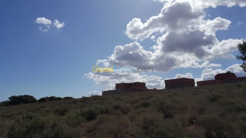 Vente Terrain Tlemcen Maghnia