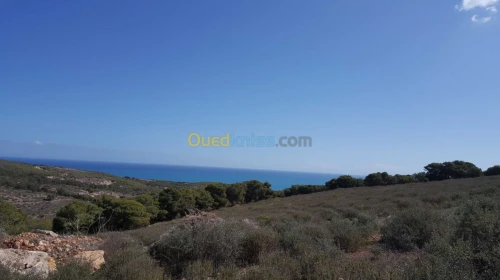 Vente Terrain Tlemcen Maghnia