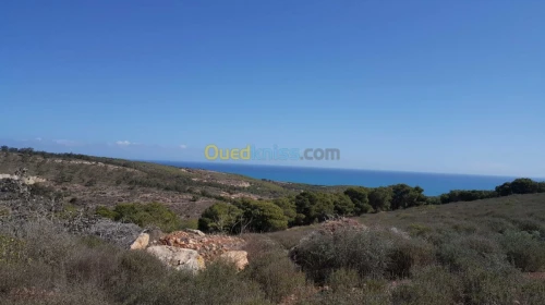 Vente Terrain Tlemcen Maghnia