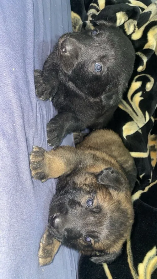 Malinois 