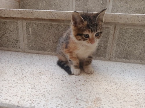 Chatons femelles a donner