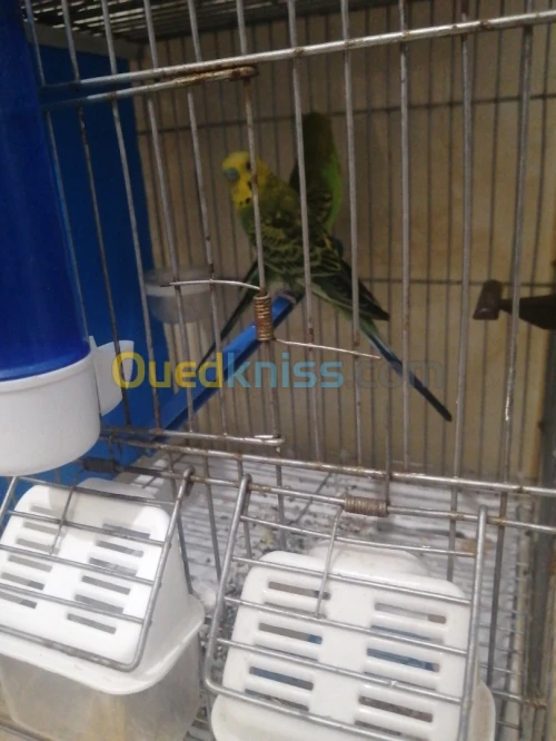 Couple perruche vert