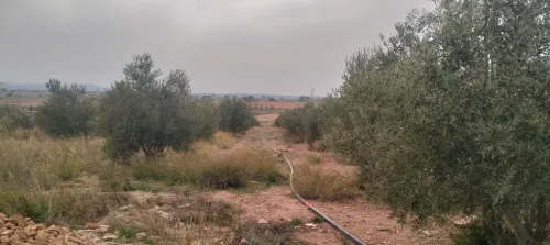 Vente Terrain Agricole Saïda Youb
