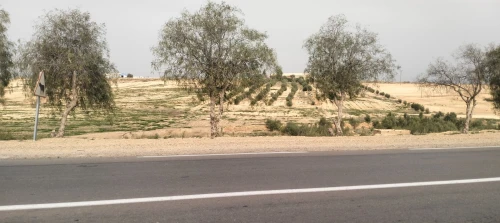 Vente Terrain Agricole Saïda Youb