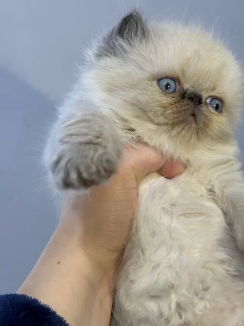 Chat persan peke face