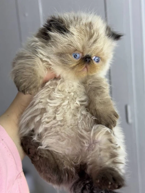 Persan peke face chocolat point