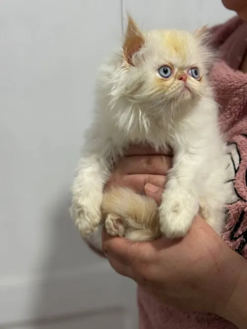 Chat persan half peke face