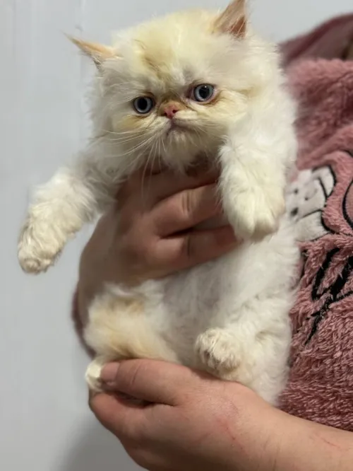 Chat persan half peke face