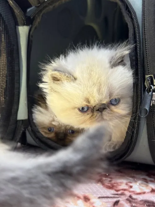 Chat persan peke face