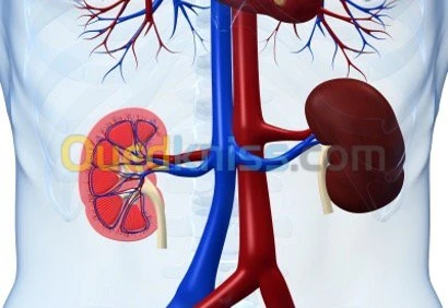 Consultation en Néphrologie 