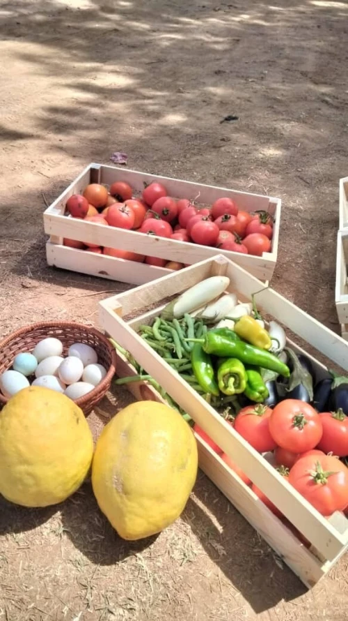Caisses à fruits en bois 