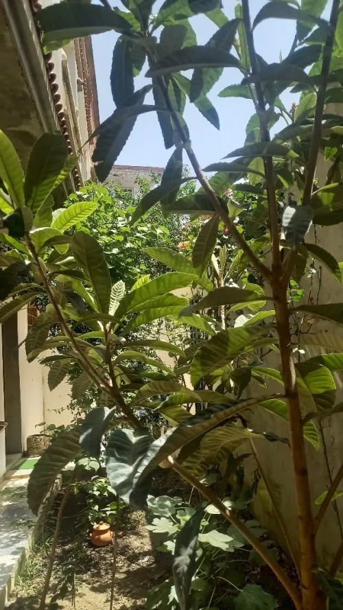 Location vacances Appartement F2 Skikda Collo