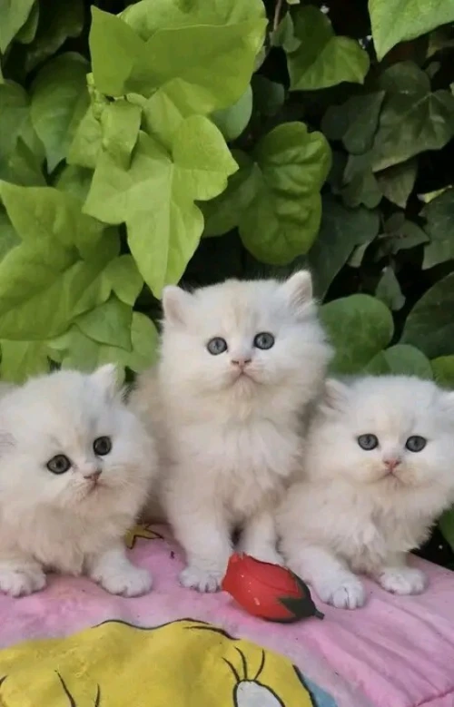Chat persan pure race