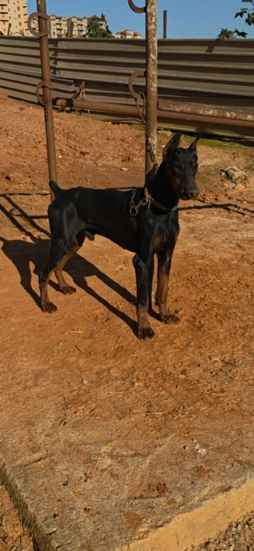 Doberman