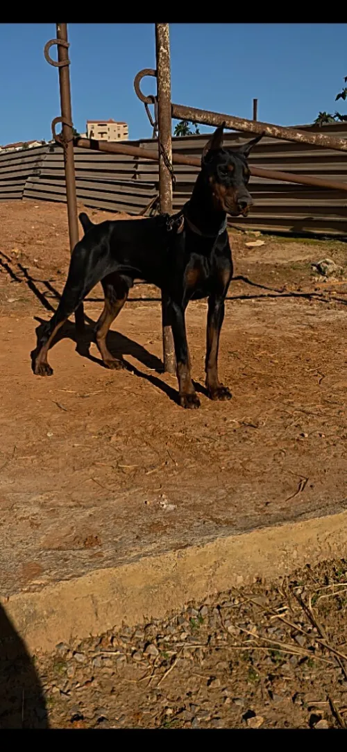 Doberman