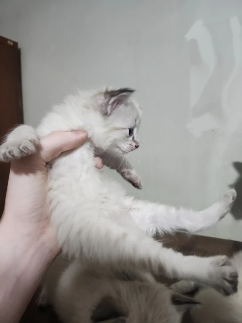 Chat de race
