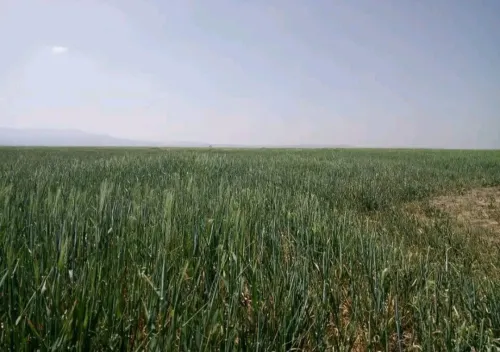 Vente Terrain Agricole Aïn Témouchent Hammam bouhadjar