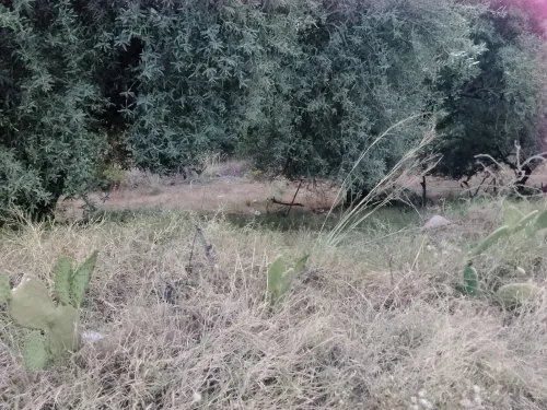 Vente Terrain Tizi Ouzou Maatka
