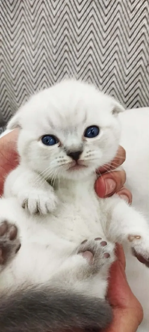 قطط سكوتيش فواد بلو بوينت chats Scottish fold blue point