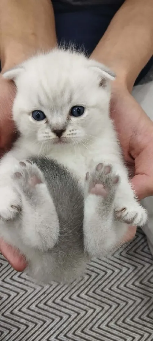 قطط سكوتيش فواد بلو بوينت chats Scottish fold blue point