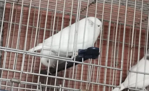 سطيف