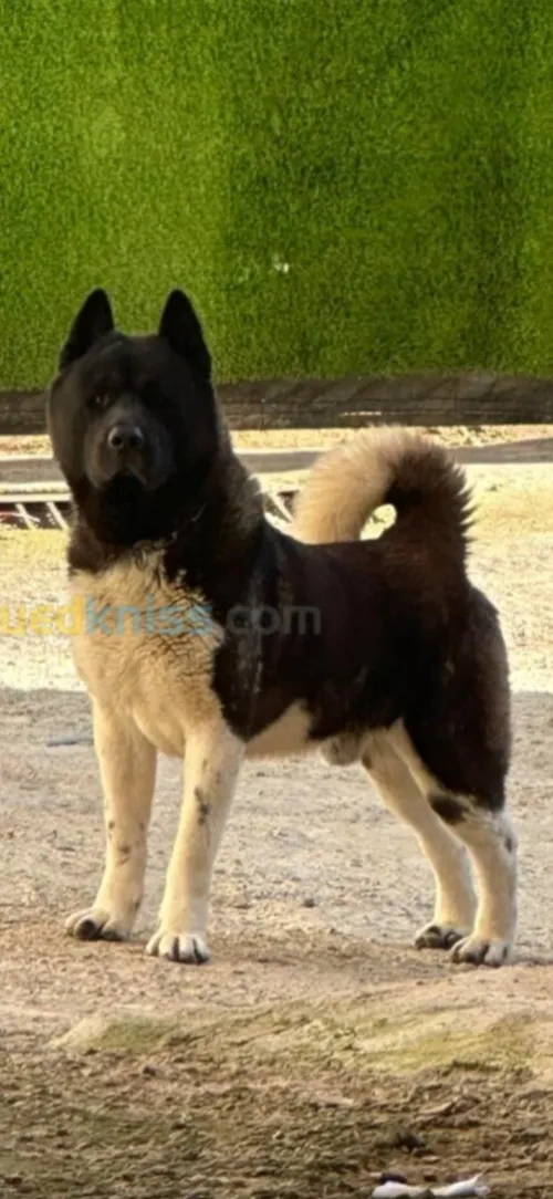 Akita américain