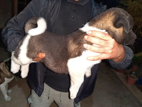 Akita américain