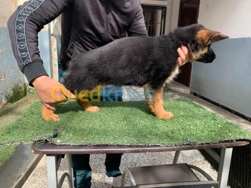 à vendre 2 chiots berger allemand   pedigree