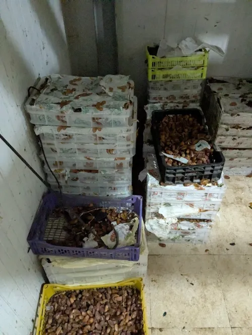 Dates Algériennes - تمور جزائرية 