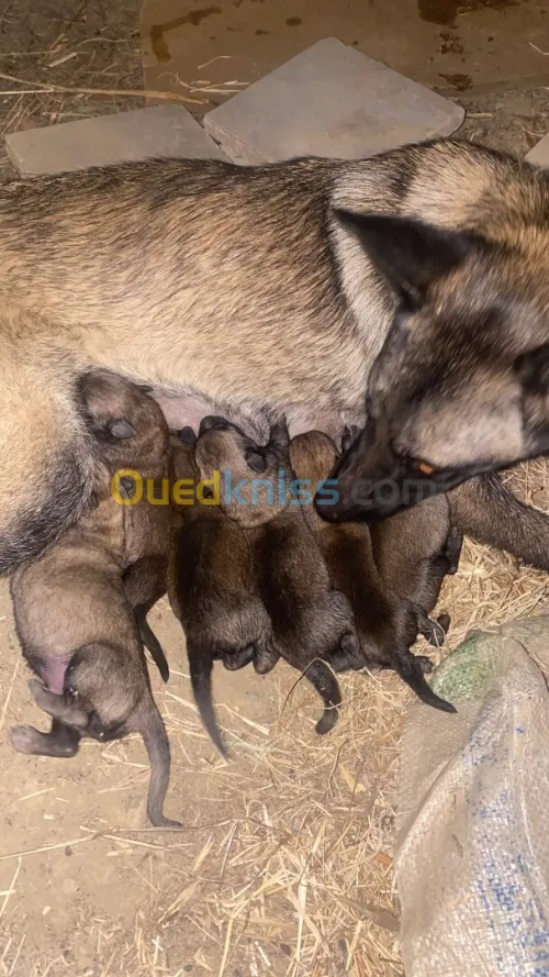 Chiots malinois 