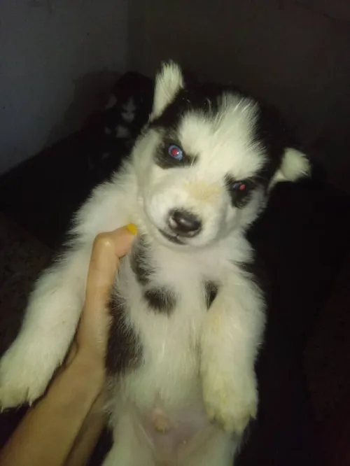 Husky chiots à vendre