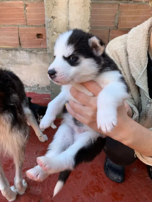 Husky