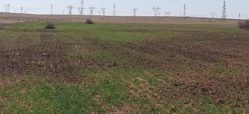 Vente Terrain Agricole Djelfa Benhar