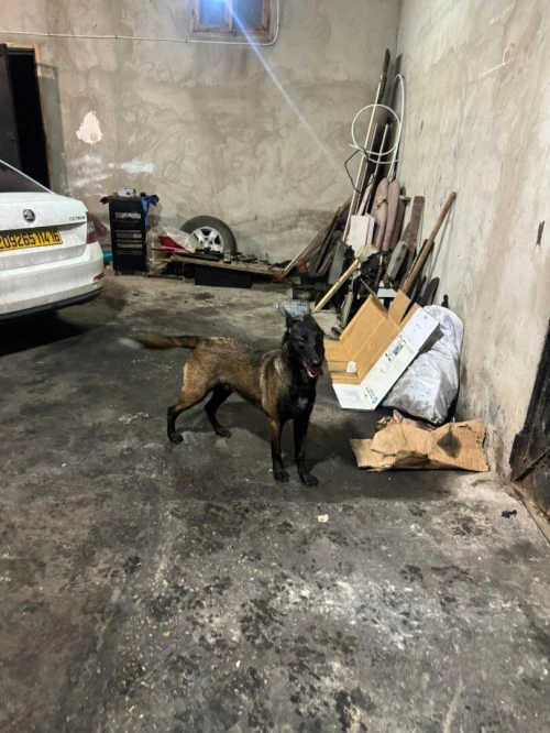 Mal malinois charbonné chien كلب مالينوااا
