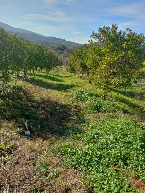 Vente Terrain Agricole Skikda Ain kechra