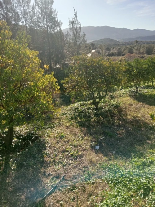 Vente Terrain Agricole Skikda Ain kechra