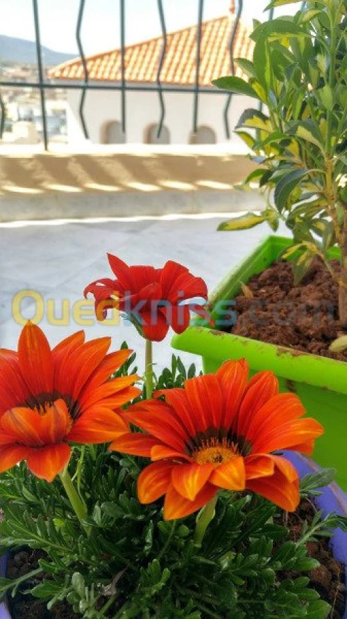 Location Appartement F5 Tlemcen Tlemcen