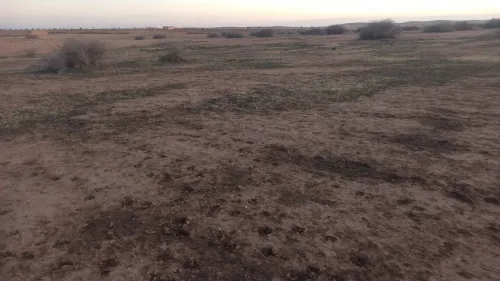 Vente Terrain Agricole Djelfa Ain oussara