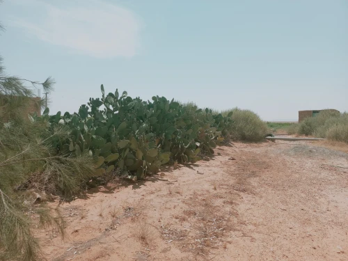 Vente Terrain Agricole Djelfa Birine